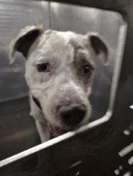 Shelter Stray Male Dog last seen NE PARKWAY AND HARRY WURZBACH, 4710 TX-151, San Antonio, TX 78227, USA