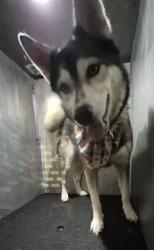 Shelter Stray Female Dog last seen N. ST. MARYS, 4710 TX-151, San Antonio, TX 78227, USA