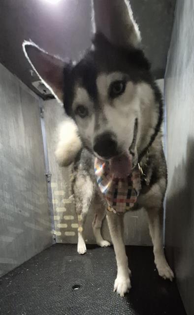 Shelter Stray Female Dog last seen N. ST. MARYS, 4710 TX-151, San Antonio, TX 78227, USA