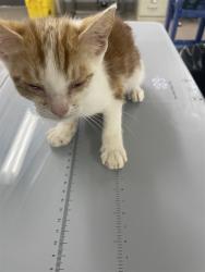 Shelter Stray Female Cat last seen PETSMART, 1601 Airport Rd, Shelby, NC 28150, USA