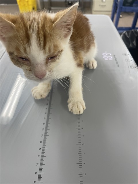 Shelter Stray Female Cat last seen PETSMART, 1601 Airport Rd, Shelby, NC 28150, USA