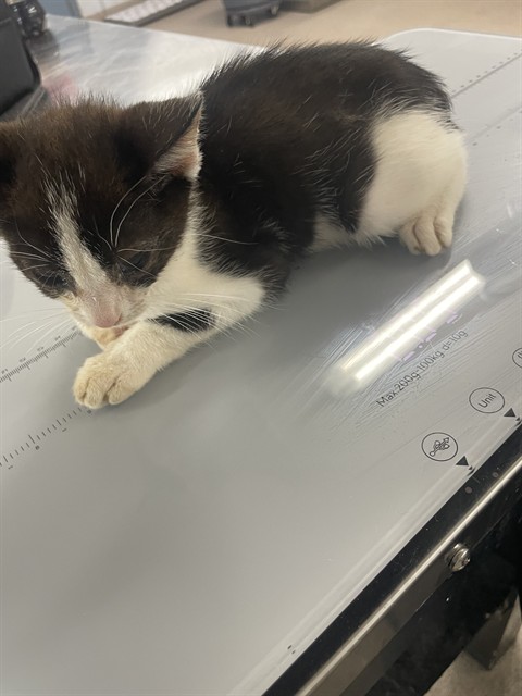 Shelter Stray Female Cat last seen PETSMART, 1601 Airport Rd, Shelby, NC 28150, USA