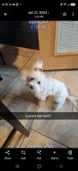 Reunited Female Dog last seen ENGLER AND JORNADA, Las Cruces, NM 88012