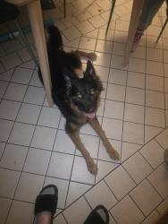 Reunited Female Dog last seen Dollar General at Dewey & Division St Sapulpa, OK, Sapulpa, OK 74066