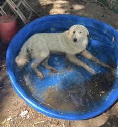 Reunited Male Dog last seen Just north of Intersection of Knights Griffin & HWY 39, Plant City, FL 33565