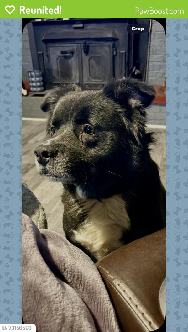 Reunited Female Dog last seen Olympia Neighborhood, Columbia, SC 29201