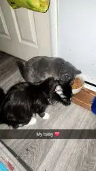 Reunited Male Cat last seen 7/11, Pottsville, PA 17901