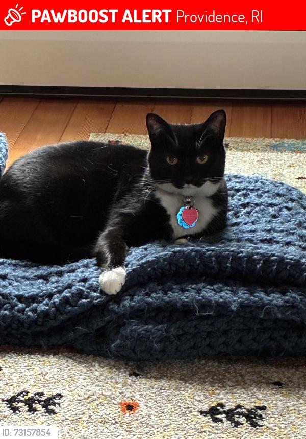 Lost Female Cat last seen Tenth near Top Street, Providence, RI 02906