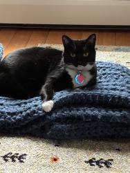 Lost Female Cat last seen Tenth near Top Street, Providence, RI 02906
