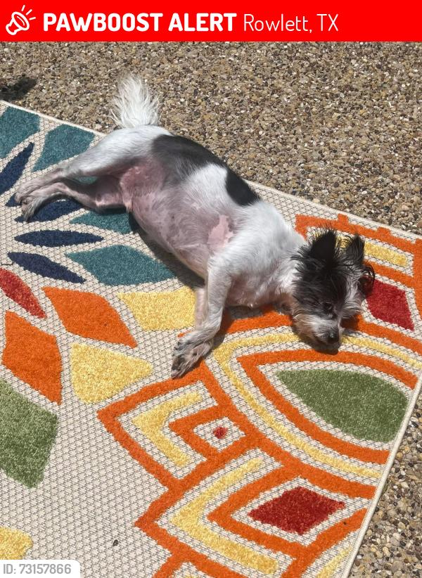 Lost Male Dog last seen Toler and Liberty Groce, Rowlett, TX 75089