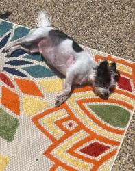 Lost Male Dog last seen Toler and Liberty Groce, Rowlett, TX 75089