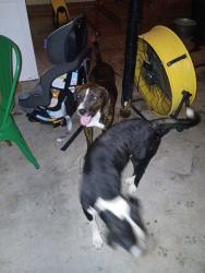 Found/Stray Male Dog last seen Perry Rd., Sanford, NC 27332