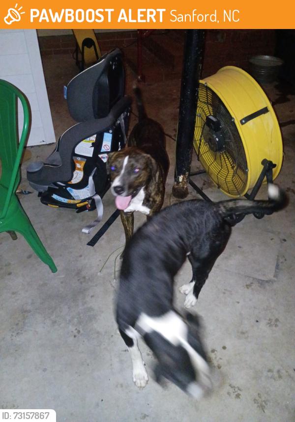 Found/Stray Male Dog last seen Perry Rd., Sanford, NC 27332