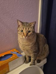 Lost Male Cat last seen East Iliff ave , alta convenience, golf course, Aurora, CO 80014