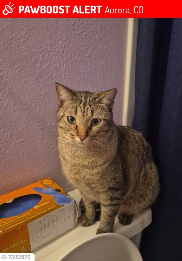 Lost Male Cat last seen East Iliff ave , alta convenience, golf course, Aurora, CO 80014