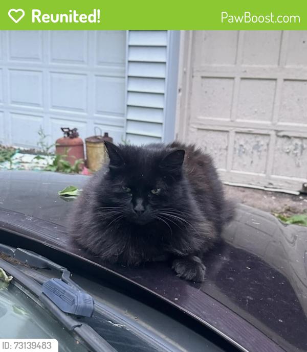 Reunited Female Cat last seen Spring street ext., Glastonbury, CT 06033