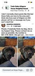 Reunited Female Dog last seen Cr 292 kilgore texas, Kilgore, TX 75662