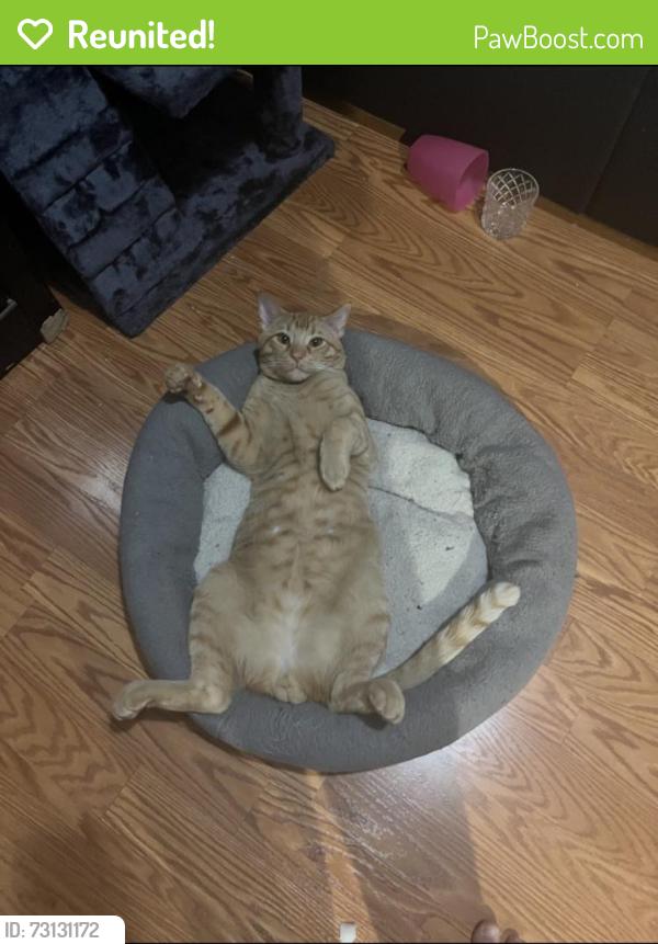 Reunited Male Cat last seen Near Dartington Hall St, Henderson, NV 89011, USA, Henderson, NV 89011