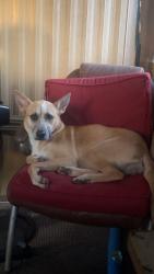 Reunited Female Dog last seen The lake/woods in the Hillbrook Forrest on the private lake shore., Spartanburg, SC 29307
