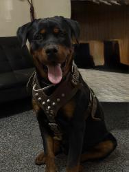 Reunited Male Dog last seen San carlos dr & angelina, Chaparral, NM 88081