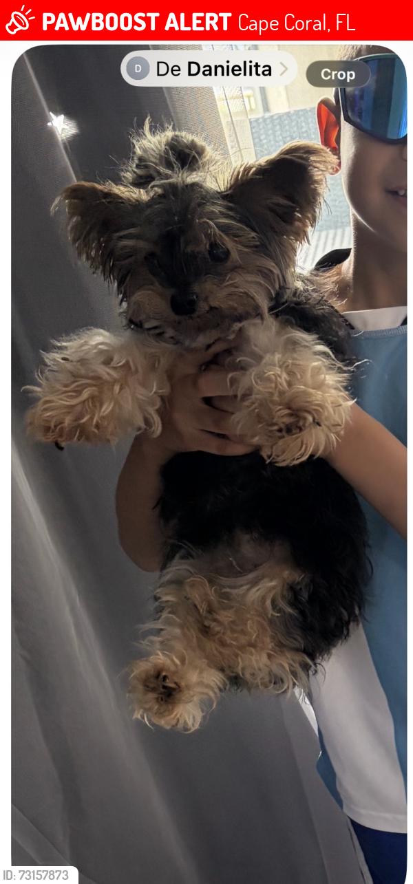 Lost Female Dog last seen Near nw 15 av Cape Coral Fl 33993, Cape Coral, FL 33993