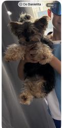 Lost Female Dog last seen Near nw 15 av Cape Coral Fl 33993, Cape Coral, FL 33993