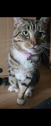 Lost Male Cat last seen Smith Orchard, Thurrock, England RM17 5SP