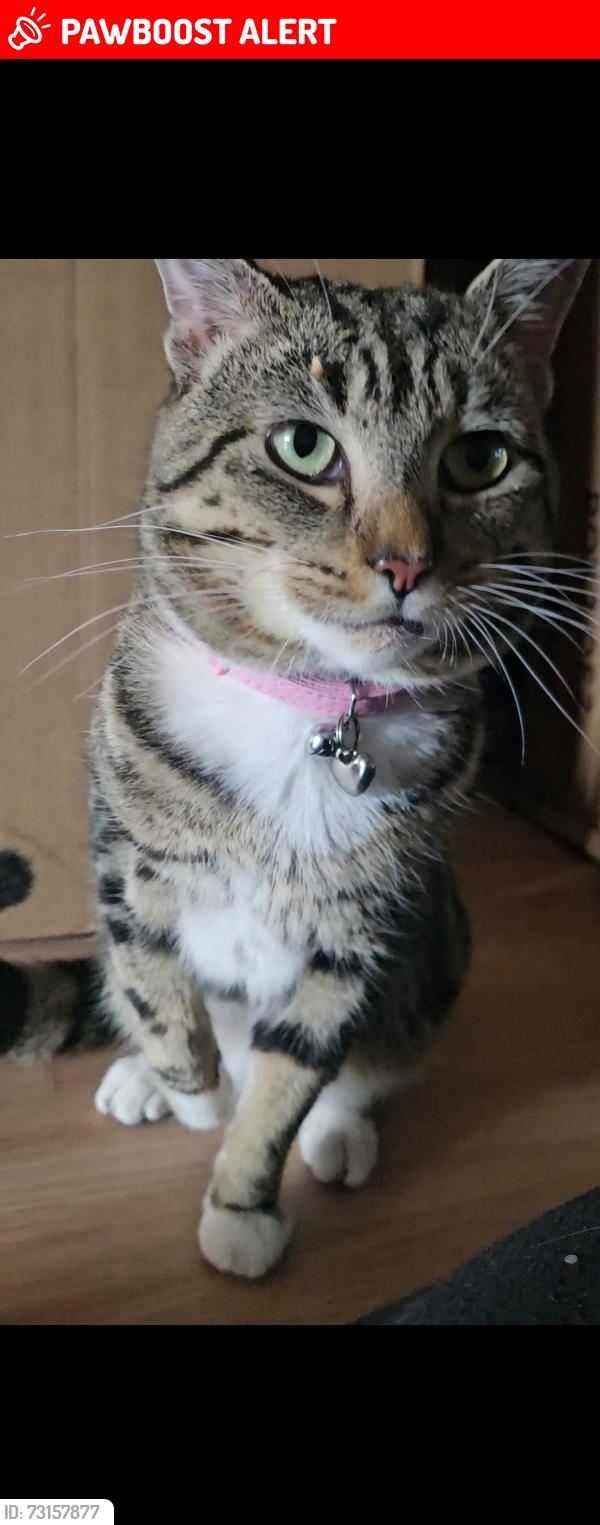 Lost Male Cat last seen Smith Orchard, Thurrock, England RM17 5SP