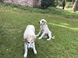Found/Stray Female Dog last seen Next door in the back yard of a vacant hse, Longview, TX 75604