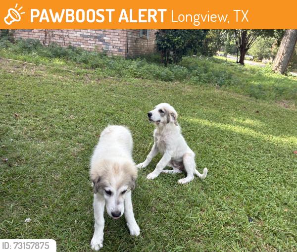 Found/Stray Female Dog last seen Next door in the back yard of a vacant hse, Longview, TX 75604