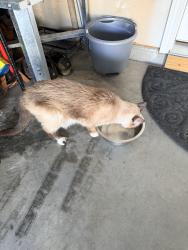 Reunited Unknown Cat last seen Kerr st, Burlington, NC 27215