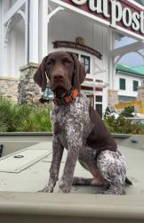 Reunited Male Dog last seen ronald regan park, Lawrenceville, GA 30046