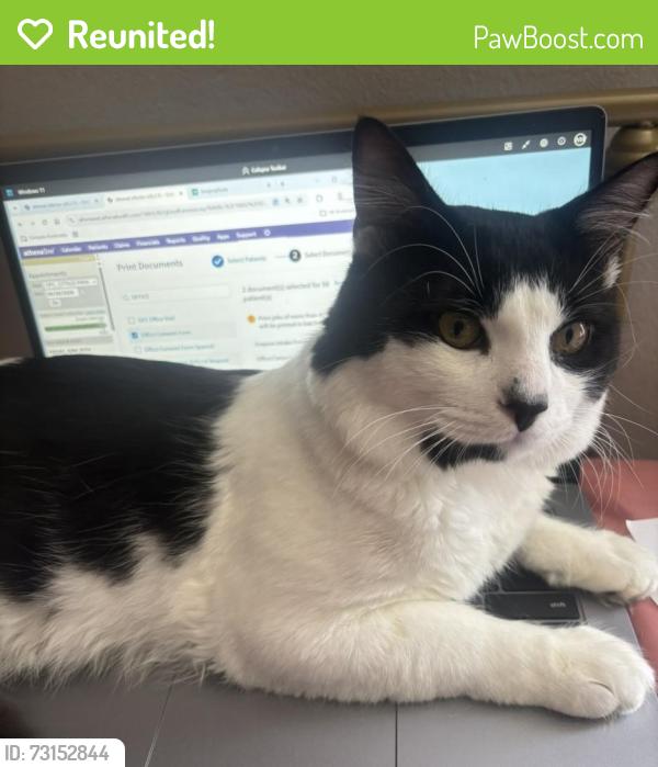 Reunited Male Cat last seen Sapwood st, Tampa, FL 33624