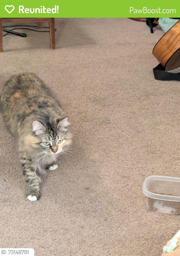 Reunited Female Cat last seen D St SW Tumwater, Tumwater, WA 98512