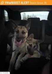 Reunited Female Dog last seen 14th Avenue and Detroit Street, Beech Grove, IN 46107