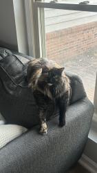 Reunited Female Cat last seen Olde Colony Trail, Knoxville, TN 37923