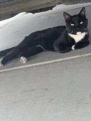 Lost Female Cat last seen Spencer, Las Vegas, NV 89123