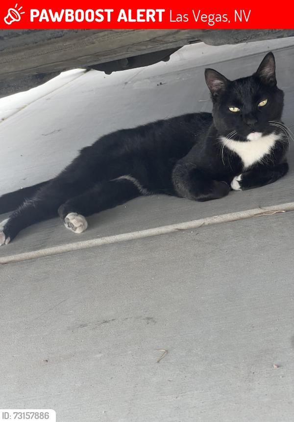 Lost Female Cat last seen Spencer, Las Vegas, NV 89123