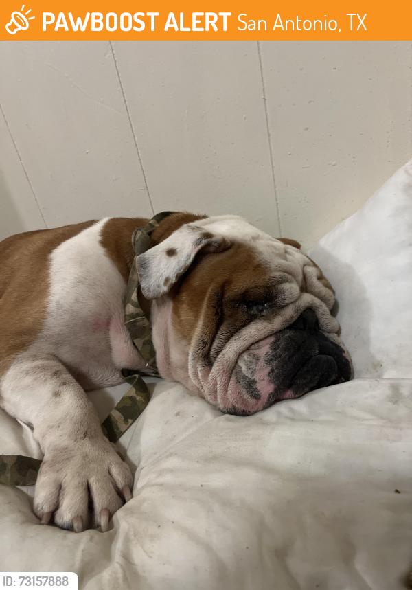 Found/Stray Male Dog last seen Walzem, San Antonio, TX 78218
