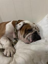 Found/Stray Male Dog last seen Walzem, San Antonio, TX 78218