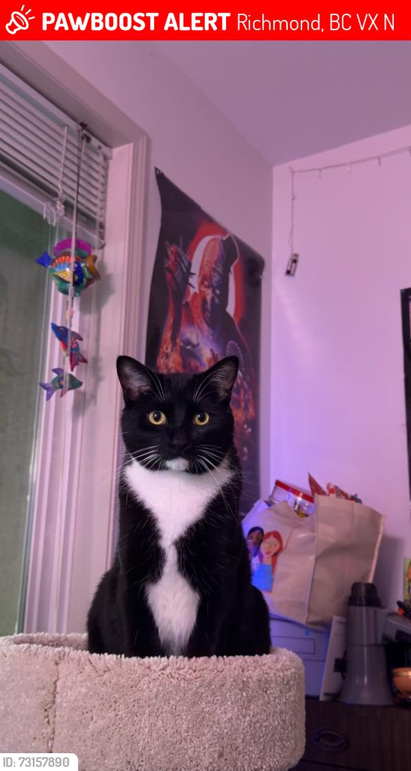 Lost Male Cat last seen Bridgeport, Richmond, BC V6X 1N7