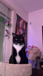 Lost Male Cat last seen Bridgeport, Richmond, BC V6X 1N7