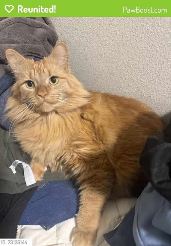 Reunited Female Cat last seen Fraser, Bellingham, WA 98229