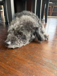 Shelter Stray Male Dog last seen Near El Cajon Boulevard, San Diego, CA, 92104, 5500 Gaines St, San Diego, CA 92110, USA