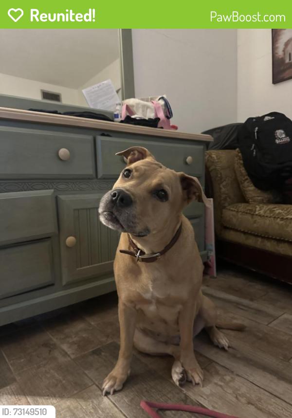 Reunited Female Dog last seen Alley way, Plano, TX 75023