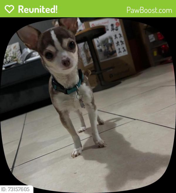 Reunited Female Dog last seen Near, Chester, PA 19013
