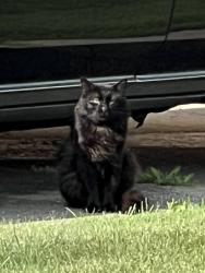 Found/Stray Unknown Cat last seen Big Beaver/ John R, Troy, MI 48083