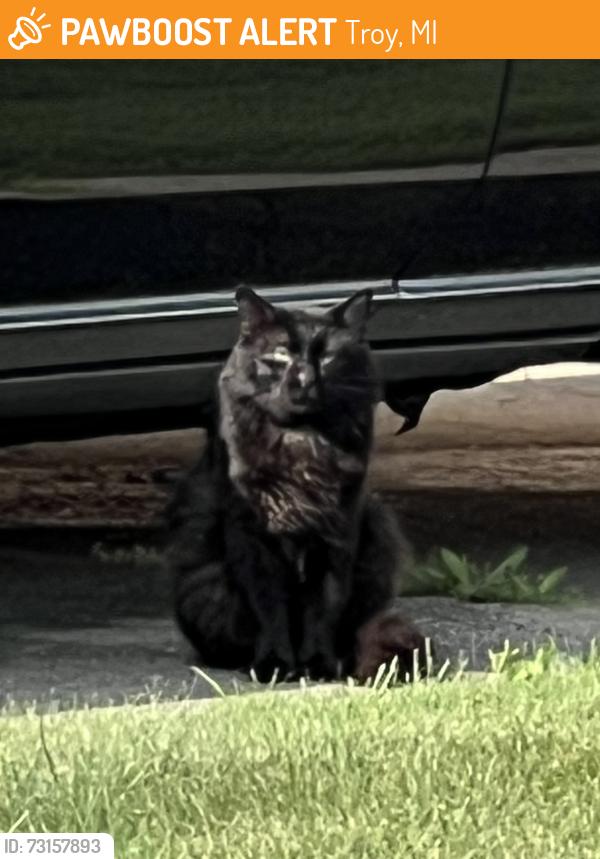 Found/Stray Unknown Cat last seen Big Beaver/ John R, Troy, MI 48083