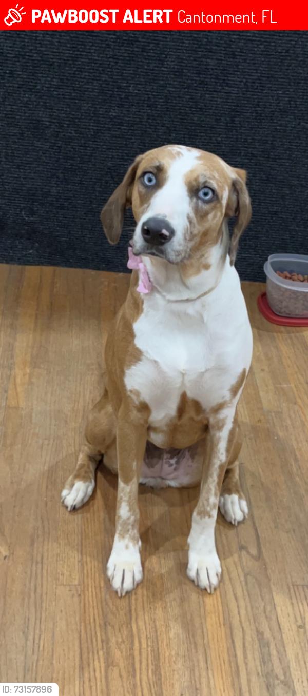 Lost Female Dog last seen Muscogee Rd between Jacks Branch and Beulah Rd, Cantonment, FL 32533