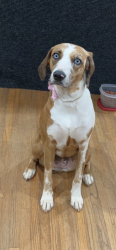 Lost Female Dog last seen Muscogee Rd between Jacks Branch and Beulah Rd, Cantonment, FL 32533